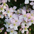 Clematis montana 'Pink Perfection'