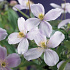 Clematis montana 'Pink Perfection'