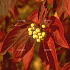 Cornus alba