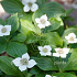 Cornus canadensis