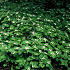 Cornus canadensis