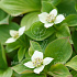 Cornus canadensis