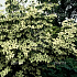 Cornus kousa 'China Girl'