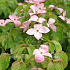 Cornus kousa 'Satomi'