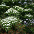 Cornus kousa chinensis