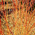 Cornus sanguinea