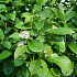 Cornus sericea 'Flaviramea'