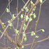 Corylopsis spicata