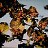 Corylus maxima 'Purpurea'