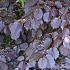 Corylus maxima 'Purpurea'