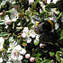 Cotoneaster dammeri