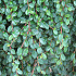 Cotoneaster dammeri