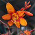 Crocosmia 'Emily McKenzie'