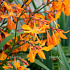 Crocosmia 'Emily McKenzie'