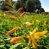 Crocosmia 'George Davidson'