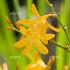 Crocosmia 'George Davidson'