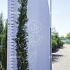Cupressocyparis leylandii 'Pyramidalis'