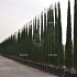 Cupressus sempervirens 'Pyramidalis'