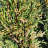 175 tot 200 cm hoog, pot 25 liter
