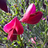 Cytisus 'Boskoop Ruby'