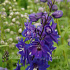 Delphinium pacific 'Blue Bird'
