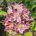 Deutzia hybrida 'Strawberry Fields'
