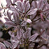 Dictamnus albus