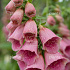 Digitalis 'Mertonensis'