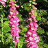 Digitalis purpurea
