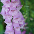 Digitalis purpurea