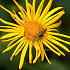 Doronicum orientale