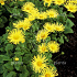 Doronicum orientale