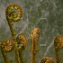 Dryopteris affinis