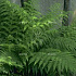 Dryopteris affinis