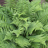 Dryopteris filix-mas