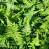 Dryopteris filix-mas