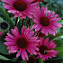 Echinacea purpurea 'Fatal Attraction'