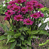Echinacea purpurea 'Fatal Attraction'