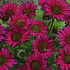 Echinacea purpurea 'Fatal Attraction'