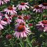 Echinacea purpurea 'Magnus'