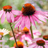 Echinacea purpurea 'Magnus'