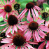 Echinacea purpurea