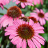 Echinacea purpurea