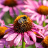 Echinacea purpurea