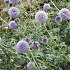 Echinops ritro 'Veitch's Blue'