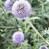 Echinops ritro 'Veitch's Blue'