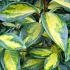 Elaeagnus ebbingei 'Limelight'