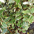 Elaeagnus ebbingei 'Vivelegg'