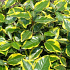 Elaeagnus ebbingei 'Vivelegg'