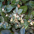 niet gebruiken Elaeagnus ebbingei 'Compacta' (= Heterophyllus)